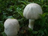 Gefaltetberingter Egerling, Foto 11