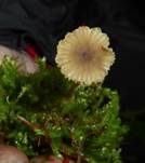 Gefalteter Nabeling, Foto 16
