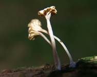Gefalteter Nabeling, Foto 17