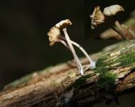 Gefalteter Nabeling, Foto 18