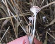 Gefalteter Nabeling, Foto 19