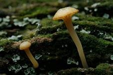 Gefalteter Nabeling, Foto 24