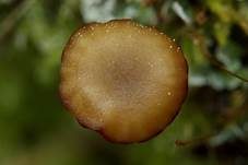 Gefalteter Nabeling, Foto 25