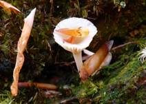 Gefalteter Nabeling, Foto 27