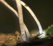 Gefalteter Nabeling, Foto 30