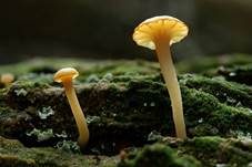 Gefalteter Nabeling, Foto 6