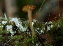 Gefalteter Nabeling, Foto 7