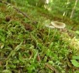 Gefalteter Nabeling, Foto 8