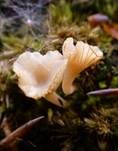 Gefalteter Nabeling, Foto 9