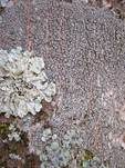 Gefelderte Krustenflechte, Foto 5