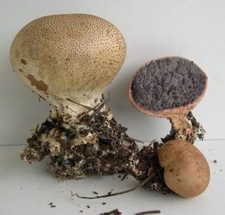 Gefelderter Kartoffelbovist, Foto 2
