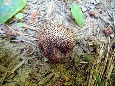 Gefelderter Kartoffelbovist, Foto 3