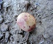 Gefelderter Kartoffelbovist, Foto 12