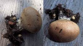 Gefelderter Kartoffelbovist, Foto 13