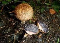 Gefelderter Kartoffelbovist, Foto 15