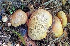Gefelderter Kartoffelbovist, Foto 6
