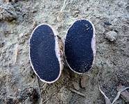 Gefelderter Kartoffelbovist, Foto 7