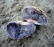 Gefelderter Kartoffelbovist, Foto 8