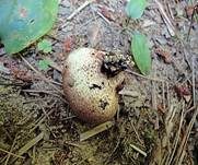 Gefelderter Kartoffelbovist, Foto 9