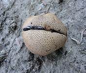 Gefelderter Kartoffelbovist, Foto 10
