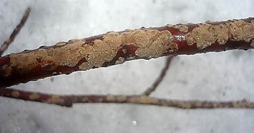 Gefeldeter Borstenscheibling, Foto 2