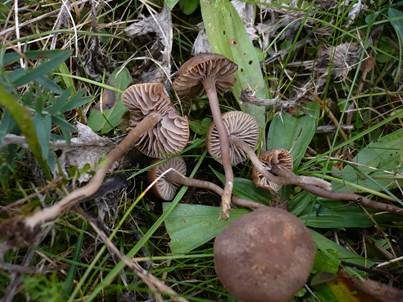 Gefeldeter Samtritterling, Foto 2
