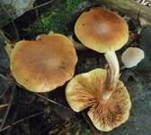 Geflecktblättriger Flämmling, Foto 12