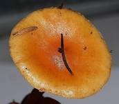 Geflecktblättriger Flämmling, Foto 13