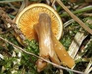 Geflecktblättriger Flämmling, Foto 16