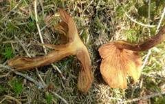 Geflecktblättriger Flämmling, Foto 19