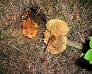 Geflecktblättriger Flämmling, Foto 20