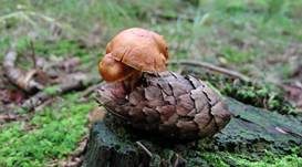 Geflecktblättriger Flämmling, Foto 22