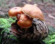 Geflecktblättriger Flämmling, Foto 23