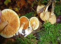 Geflecktblättriger Flämmling, Foto 28