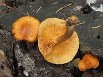 Geflecktblättriger Flämmling, Foto 32