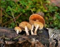 Geflecktblättriger Flämmling, Foto 6