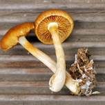 Geflecktblättriger Flämmling, Foto 60