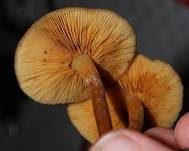 Geflecktblättriger Flämmling, Foto 8