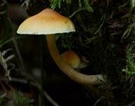 Geflecktblättriger Flämmling, Foto 10