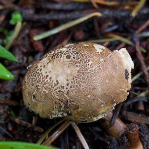 Gefleckter Hirschtrüffel, Foto 2