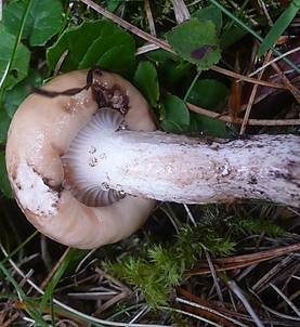 Gefleckter Gelbfuß, Foto 2