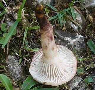 Gefleckter Gelbfuß, Foto 3