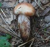 Gefleckter Gelbfuß, Foto 12