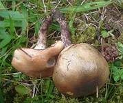 Gefleckter Gelbfuß, Foto 13