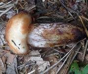 Gefleckter Gelbfuß, Foto 14