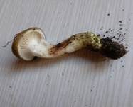 Gefleckter Gelbfuß, Foto 17