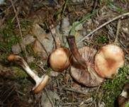 Gefleckter Gelbfuß, Foto 18