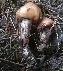 Gefleckter Gelbfuß, Foto 4