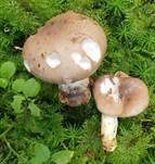 Gefleckter Gelbfuß, Foto 22