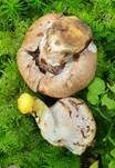 Gefleckter Gelbfuß, Foto 23